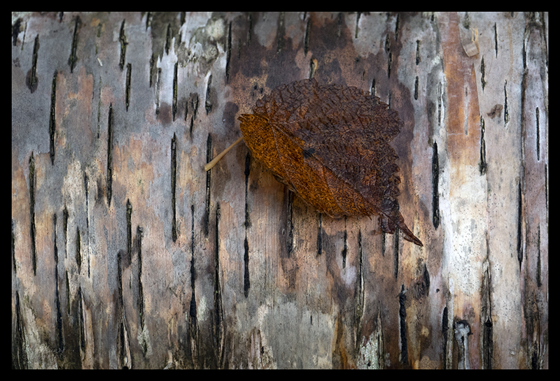 leaf-on-birch-1350301-blog